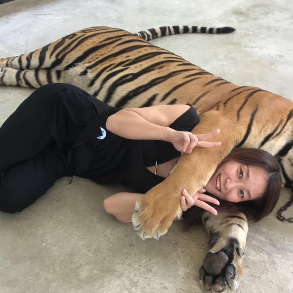 タイの虎写真