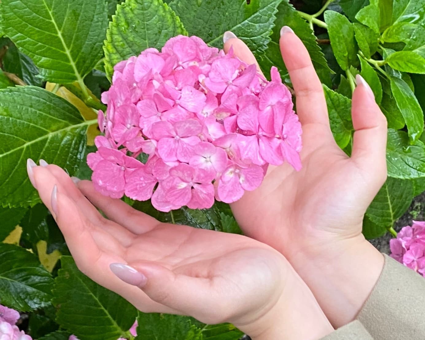 千光寺紫陽花